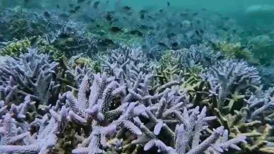 Gili Kondo Island Hopping, Snorkeling & Mangrove Tour