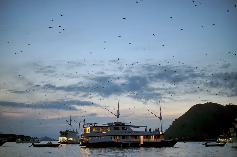 Komodo & Whale Shark 4D3N Expedition