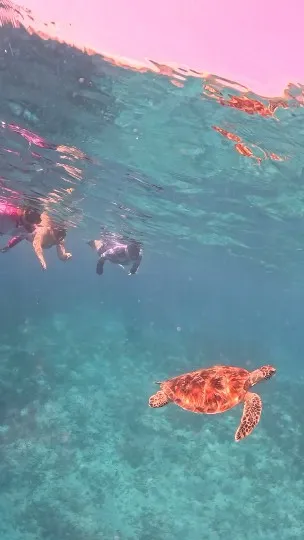 turtle point