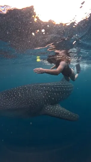 whale shark