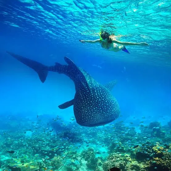 2D1N Saleh Bay Whale Shark Snorkeling Tour