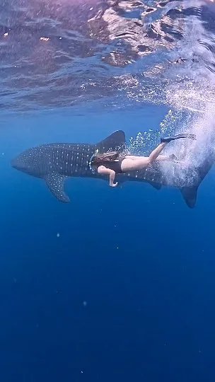 swim with whale shark
