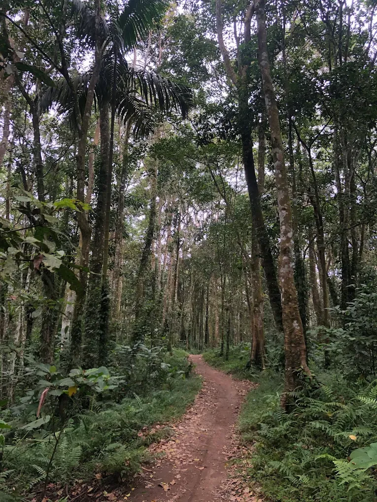 forest