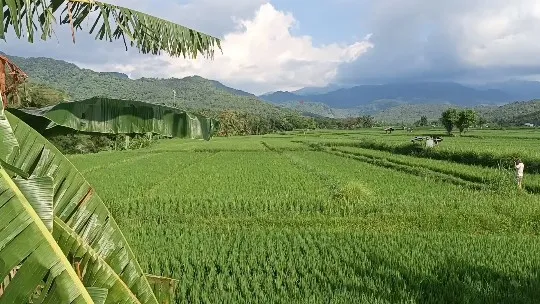 rice field