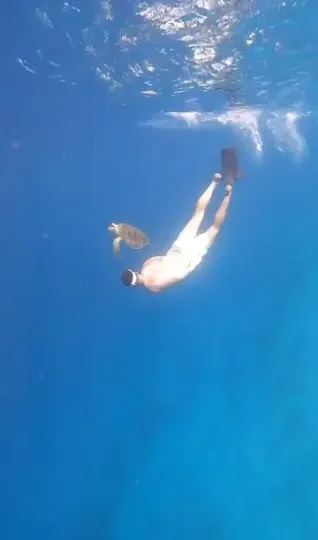 swimming turtle