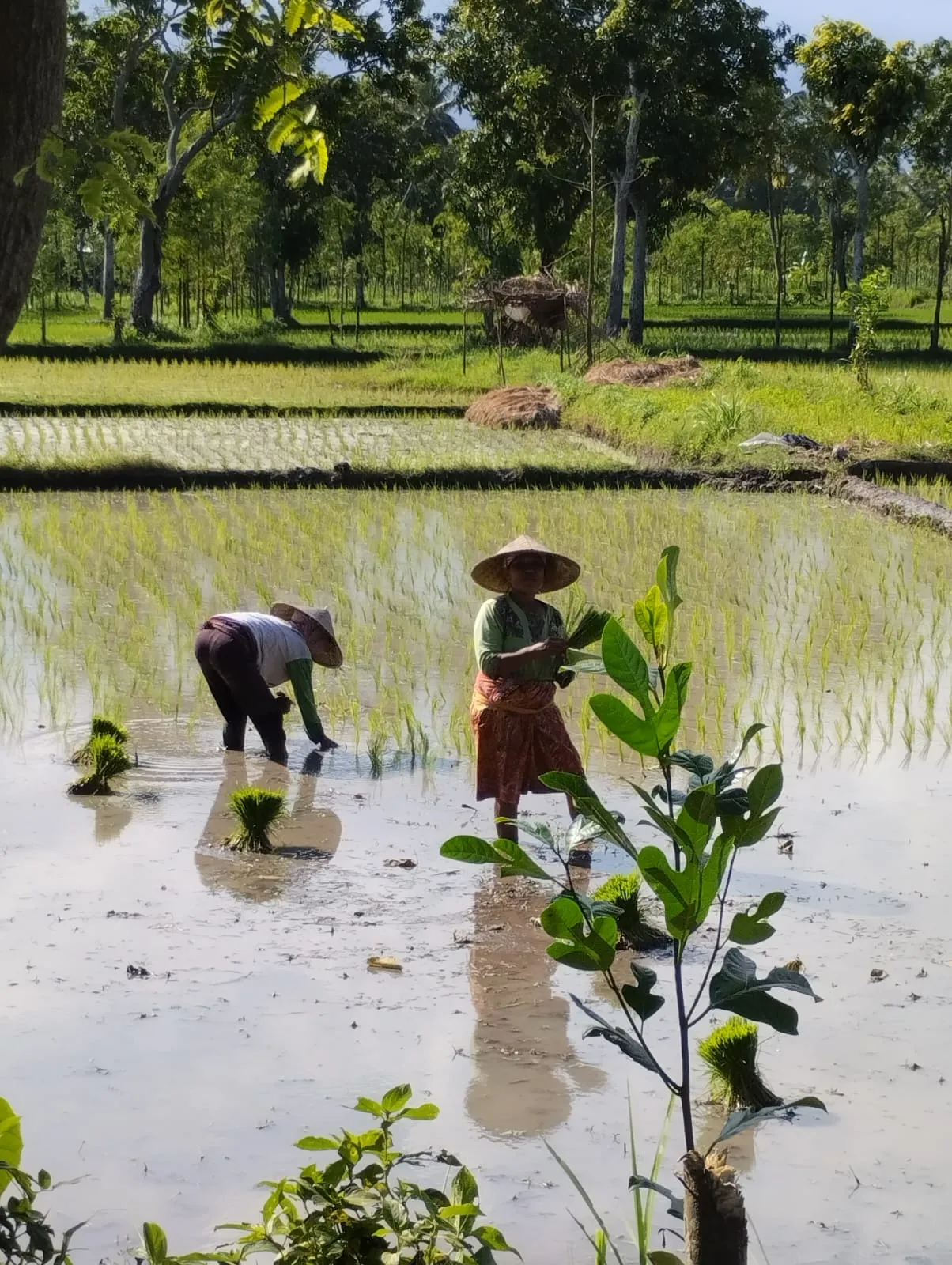 planting